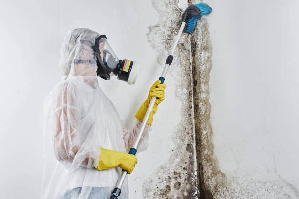 Mold Removal Process in Gallatin, MO