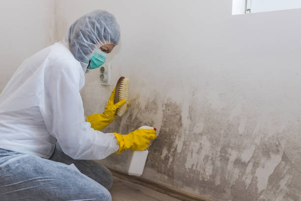 Best Mold Removal Process  in Gallatin, MO
